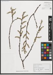 Foto von Salix purpurea L.
